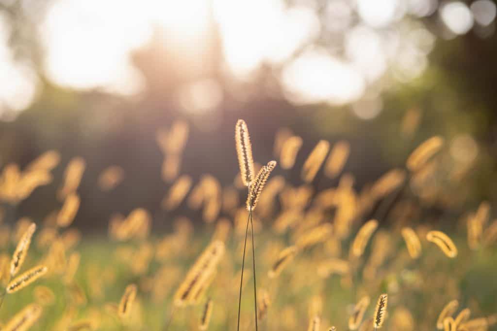field of wheat in iowa