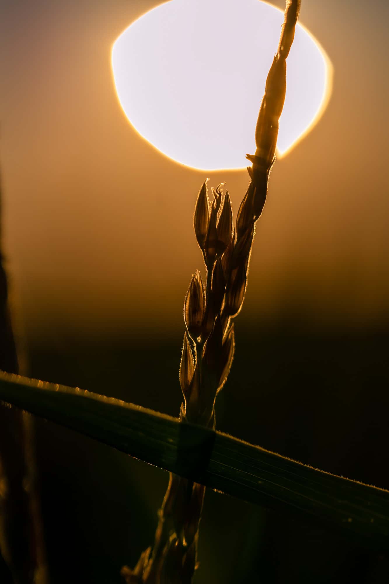 a close up of a wheat stalk with the sun behind and golden light