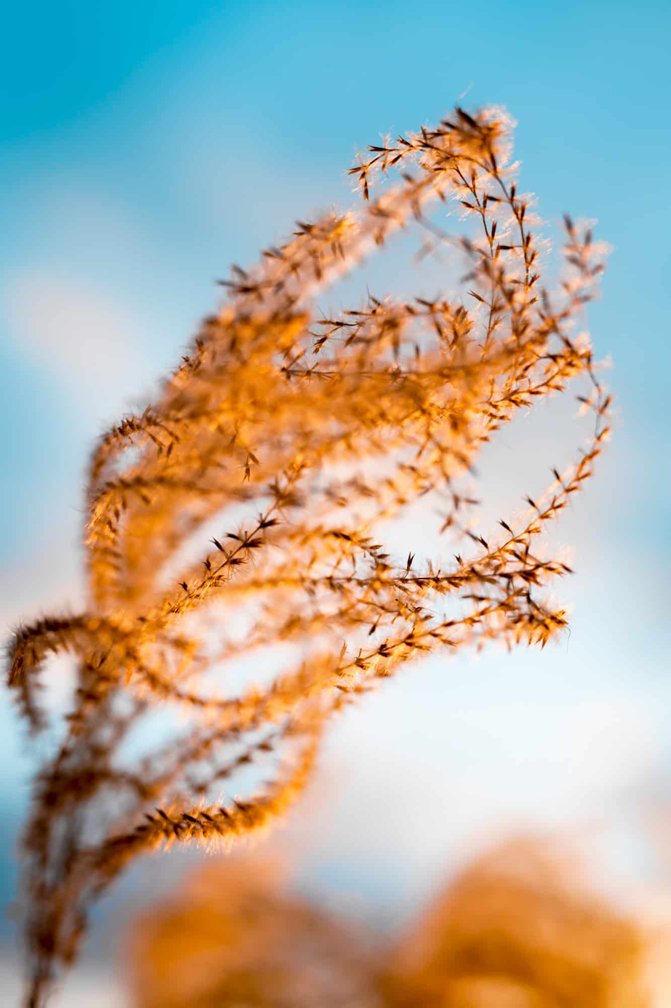 a close up of a seeded plant with a blue/white sky background