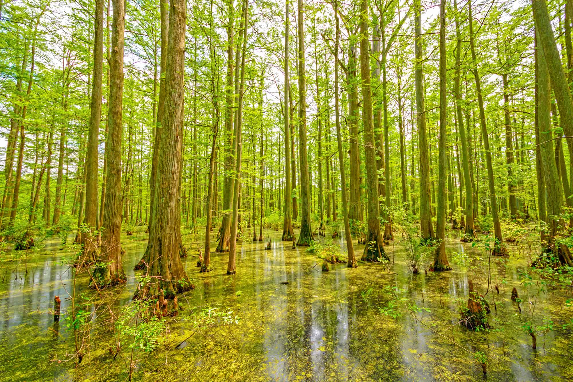 cypress swamp in southern illinois, photo is filled with tall thin trees sitting in swamp water at the base