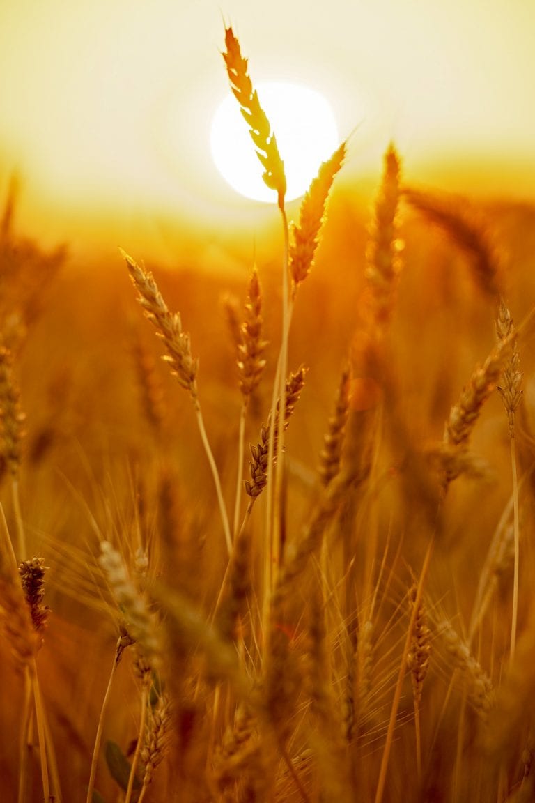 stalks of illinois wheat glowing golden at sunset