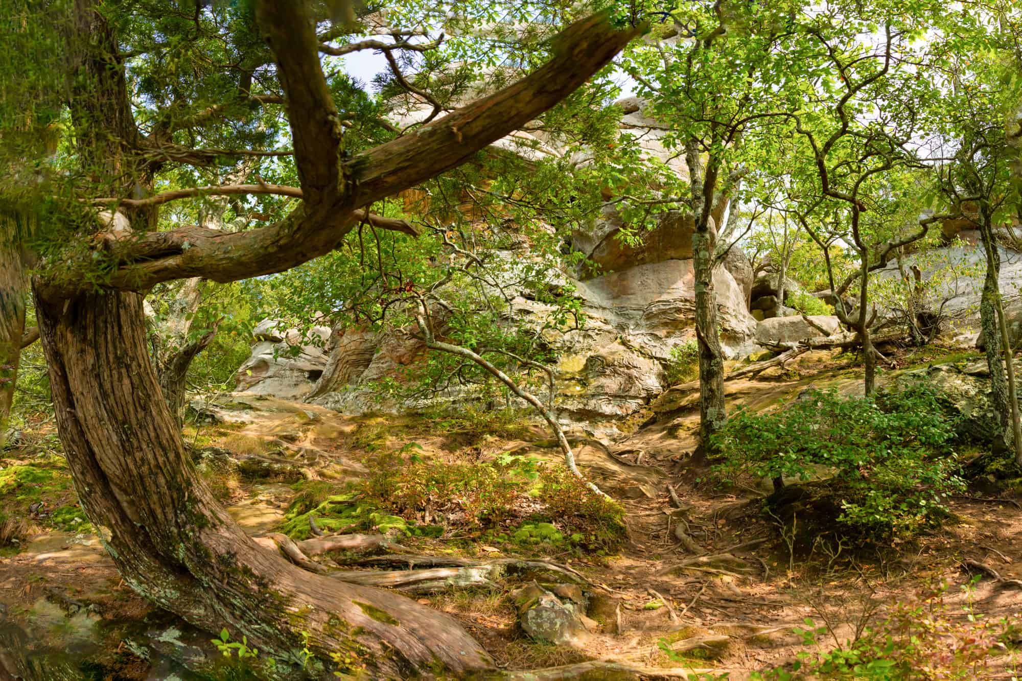 garden of the gods park, with a large tree and rocks surrounded by greenery